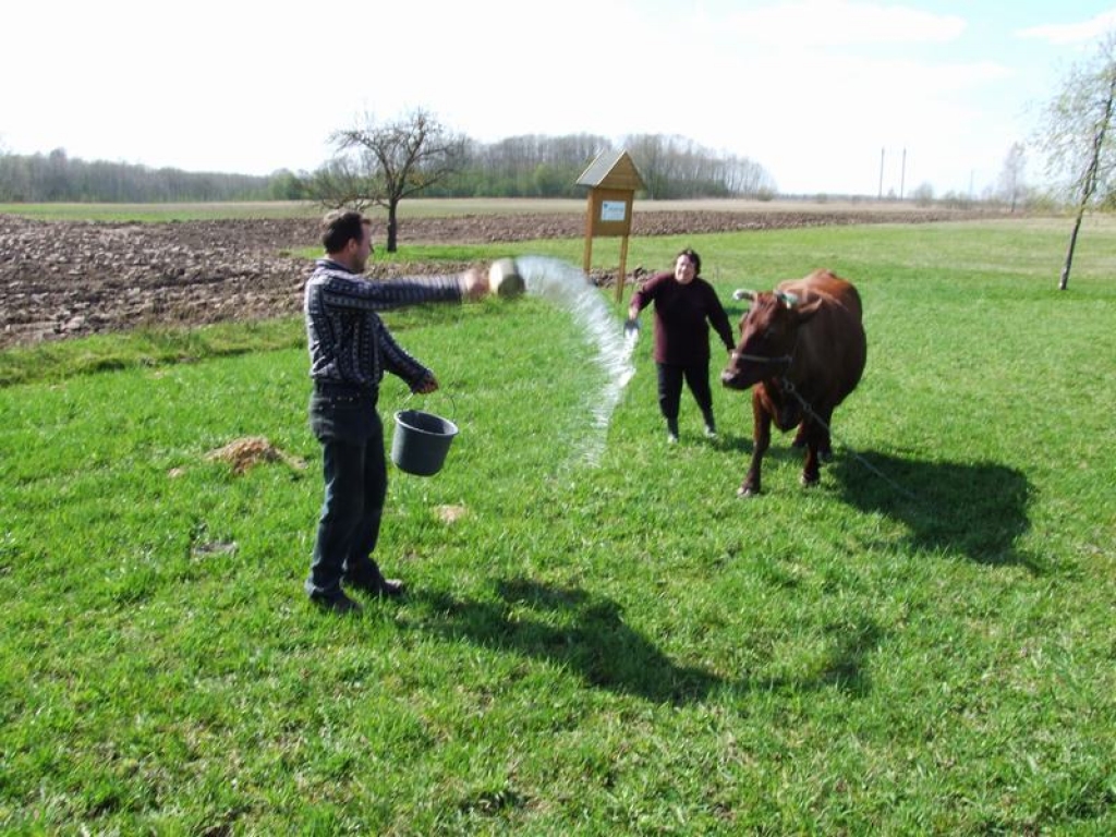 LAI BŪTU DAUDZ PIENA. Agrīte un Vilnis Kanopi aplaista brūnaļu Pērli.