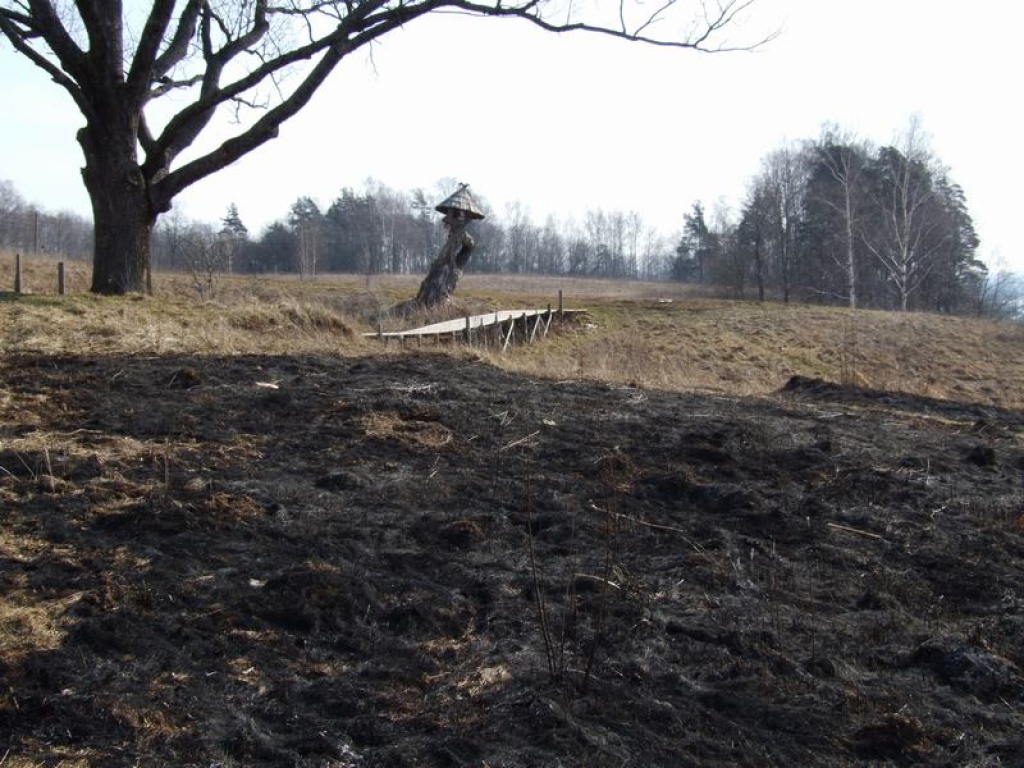 JAU MELNS. Daugavas krastā pie Svētozola, netālu no Aizkraukles vēstures un mākslas muzeja, ir viena no pirmajām vietām, kur rosījušies kūlas svilinātāji.