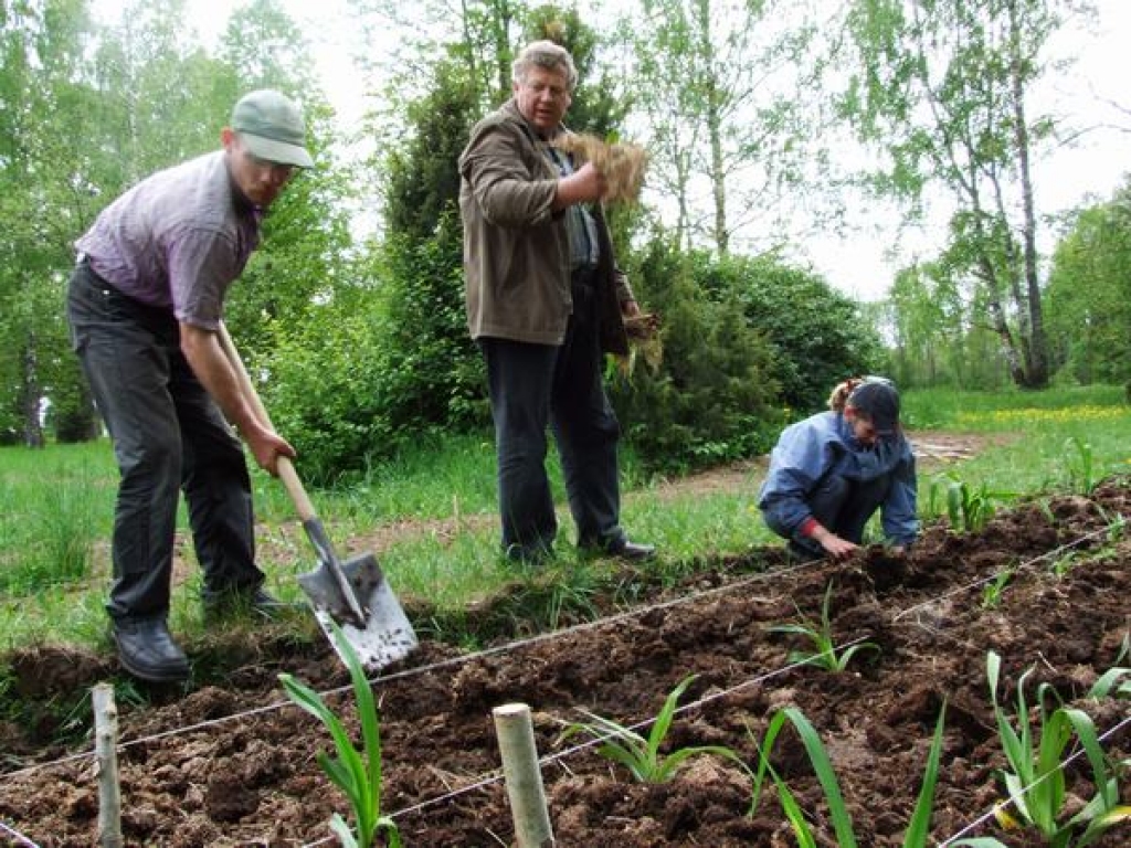 Nule atvestās lilijas stāda Ludis Kauftmanis (no kreisās), Jānis Koļčs un Laila Kauftmane.