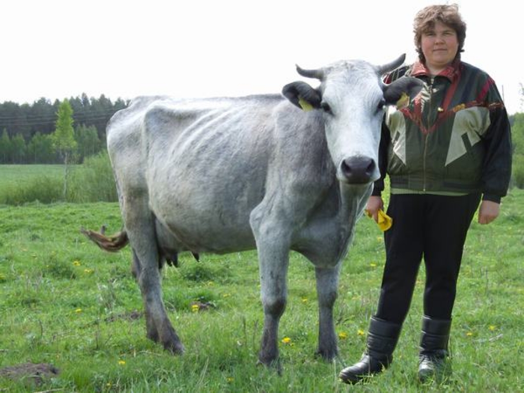 Saimnieces lepnums. “Liza dod gandrīz tikpat daudz piena, cik Latvijas brūnās,” saka Aija Trokša.