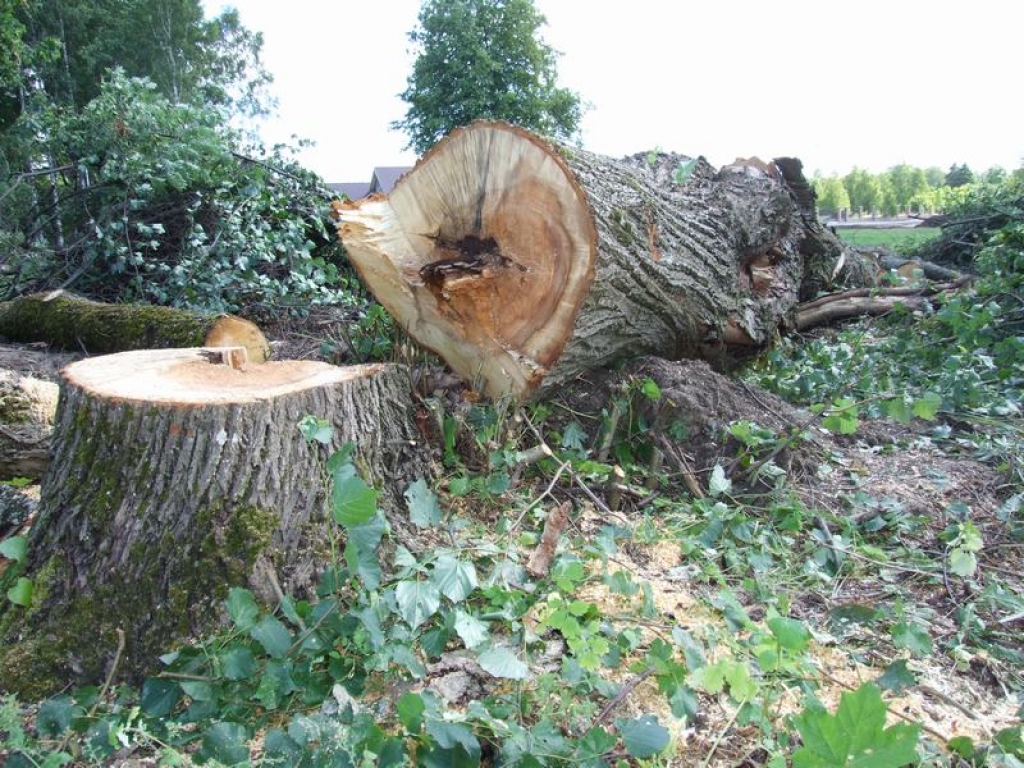 Oļegam Ļaham reiz jau bija jāmaksā naudassods par neatļauti nozāģētu kļavu pilsētā. Šis ir jau otrais nelikumīgas rīcības gadījums.