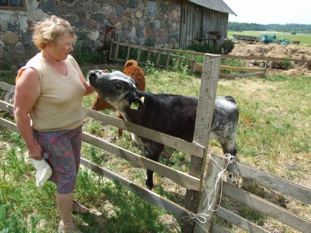 MĪLULĪŠI. Kūts otrā pusē patvērumu ēnā raduši ganāmpulka jaunais papildinājums —  brūns un  melnraibs teliņš. 