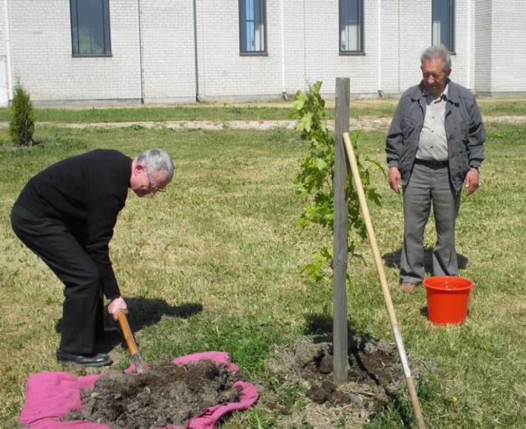 BAZNĪCAS DĀRZĀ. Romas katoļu baznīcas kardināls Jānis Pujats (no kreisās) stāda ozoliņu, palīdz aizkrauklietis Leons Geikins. 