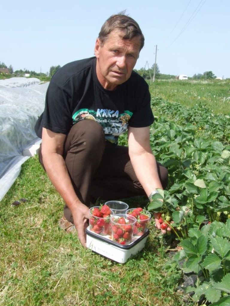 JAU GATAVAS. Viļņa Zalbaha zemenes aug pavisam netālu no šosejas Rīga—Daugavpils. 