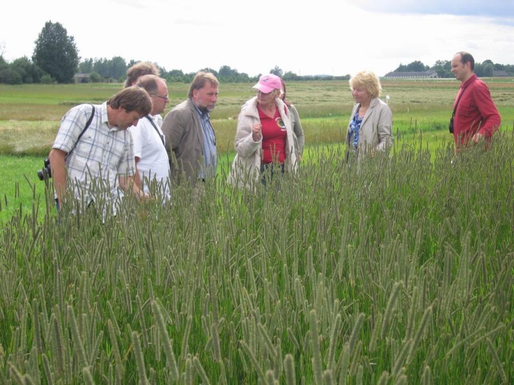 TIMOTIŅA LAUKĀ. agronome Vija Stesele (vidū) rāda lietuviešiem jaunās timotiņa šķirnes 'Varis' sēklu lauku. 