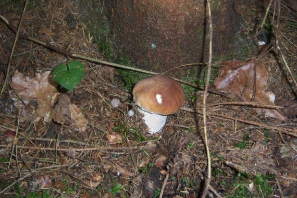 Autors: Regīna  Laučiška