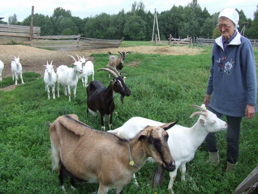 SAIMNIECE AR PIENA DEVĒJĀM. Kazas par lielisku ēdamo uzskata arī koku un krūmu atvases un zarus, latvāņus, dadžus un citus augus, kam daudzi lopi pat virsū neskatās.