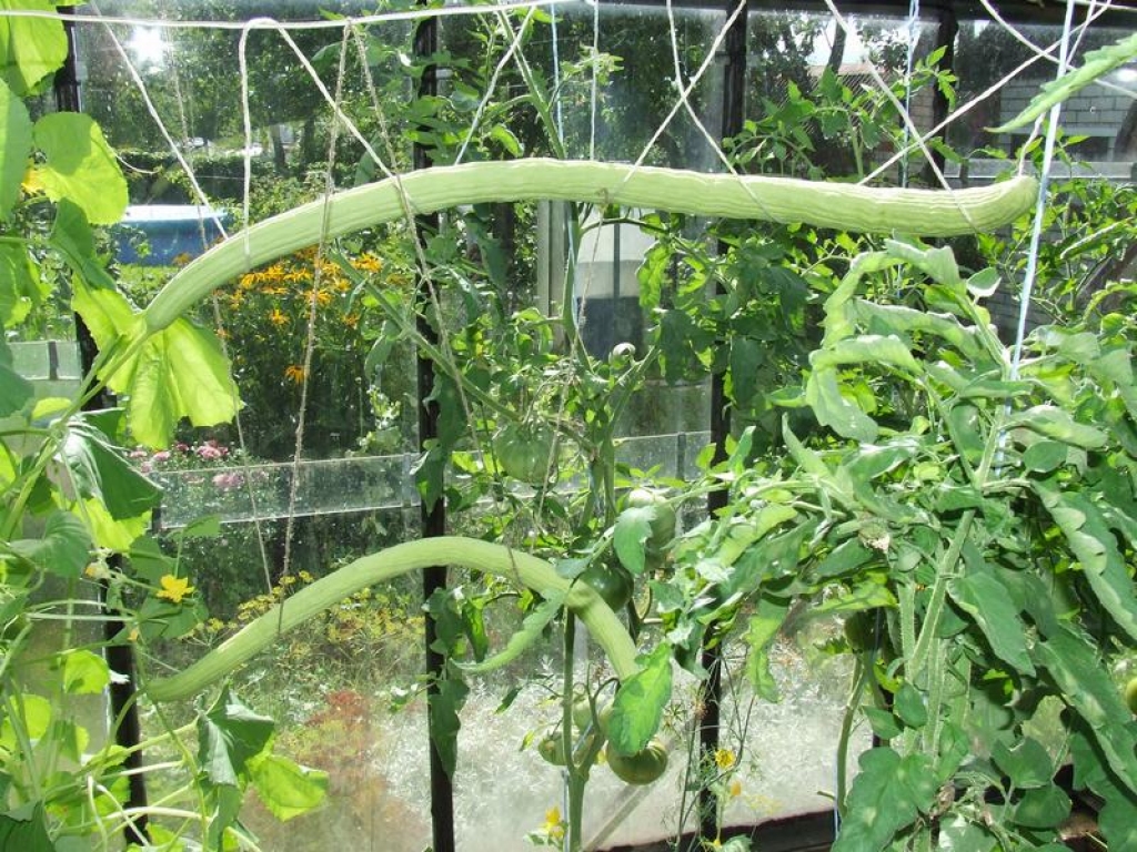 Neparastais dārzenis. Sākotnēji par rekordistu uzskatītais gurķis ir gluži parasts, ja tiek audzēts Indijā.