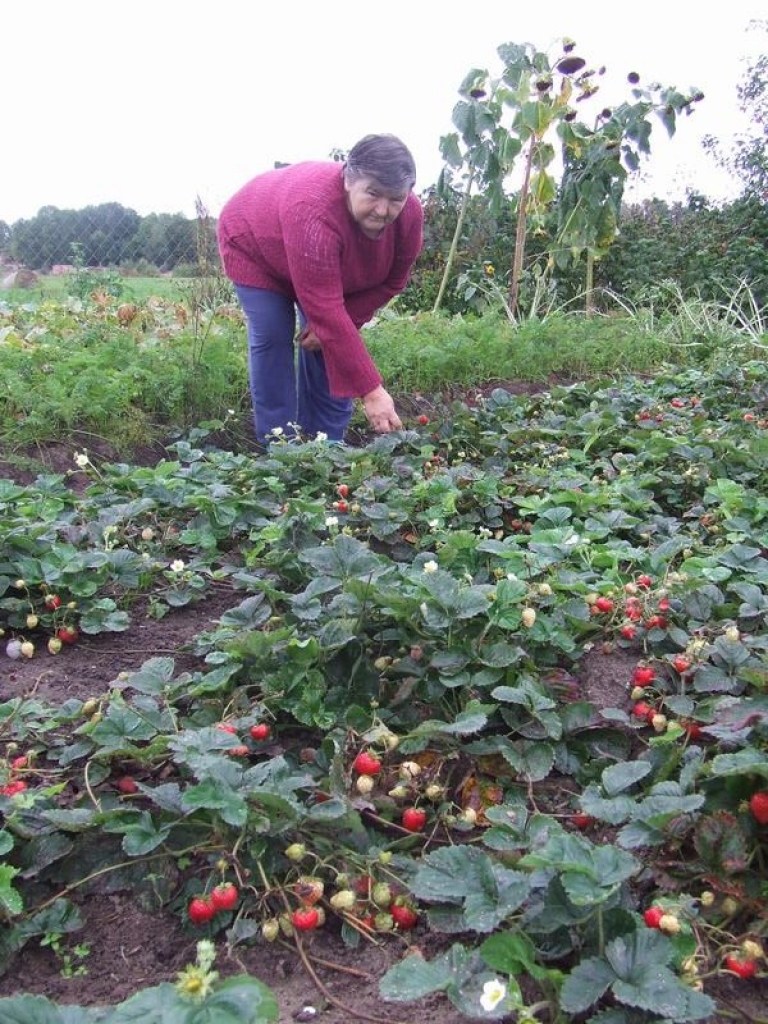 VITAMĪNI LĪDZ RUDENIM. Rutas kundze novāc jau otro ražu. 