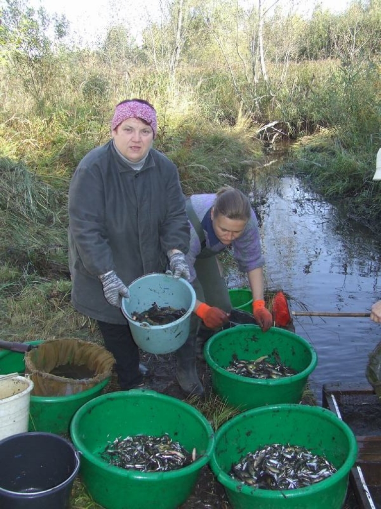 JĀATLASA. Līdz ar līņu mazuļiem dīķī ir daudz citu zivtiņu. Šķirošana ir roku darbs, ko uzmana vecākā zivkope Ludmila Pančenko (no kreisās).