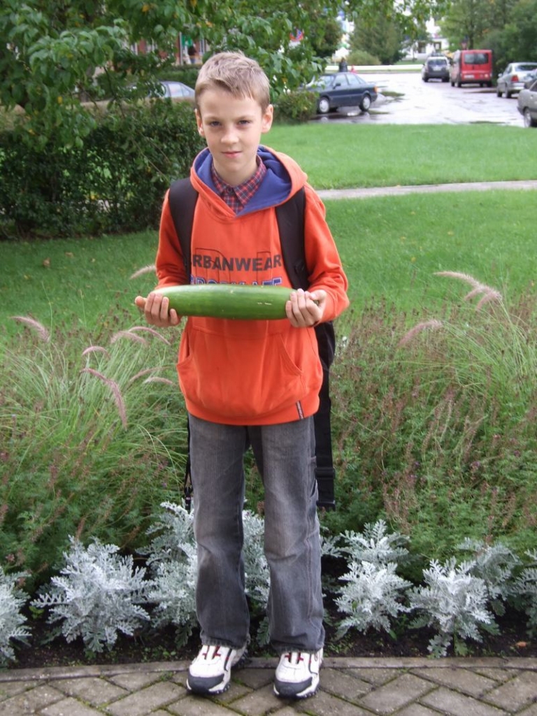 Izaudzis tomātu dobē. Atvars ar lielāko tomātu dobē atrasto gurķi.