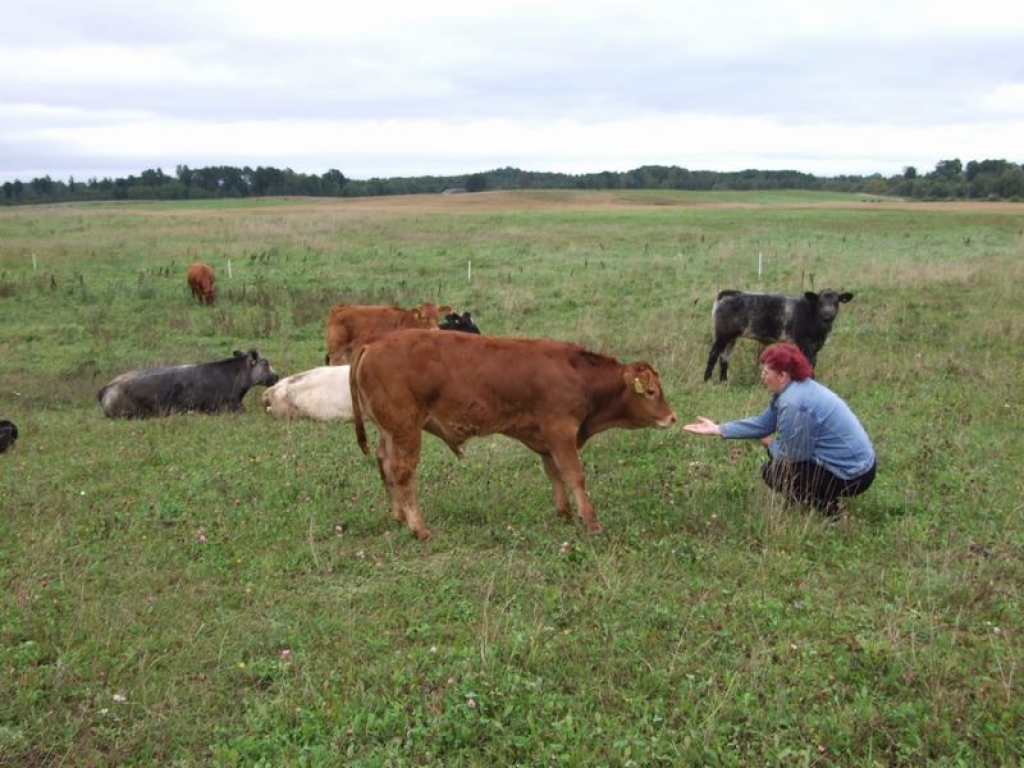 SĒJ ZIEMĀJUS. Viens no Vitālija Jankovska pēdējiem rudens darbiem — jāapsēj desmit hektāru ar ziemājiem. 