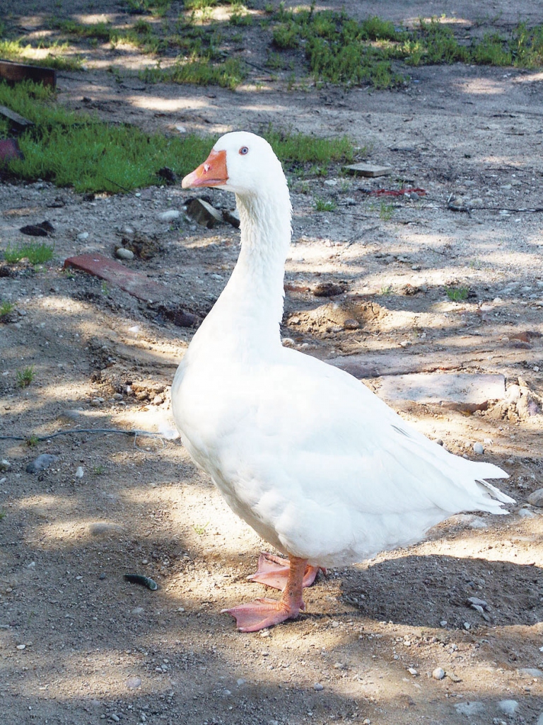 Klibs putns cepetim labāks, jo nav tā noskrējies kā citi. Savukārt, lai iznāktu labi treknas zosis uz Mārtiņiem, latvieši barojamo putnu pakāruši kulē pie sijas un glaudījuši pa kaklu uz leju ķiļķenus — lai maz kustas un labi ēd.