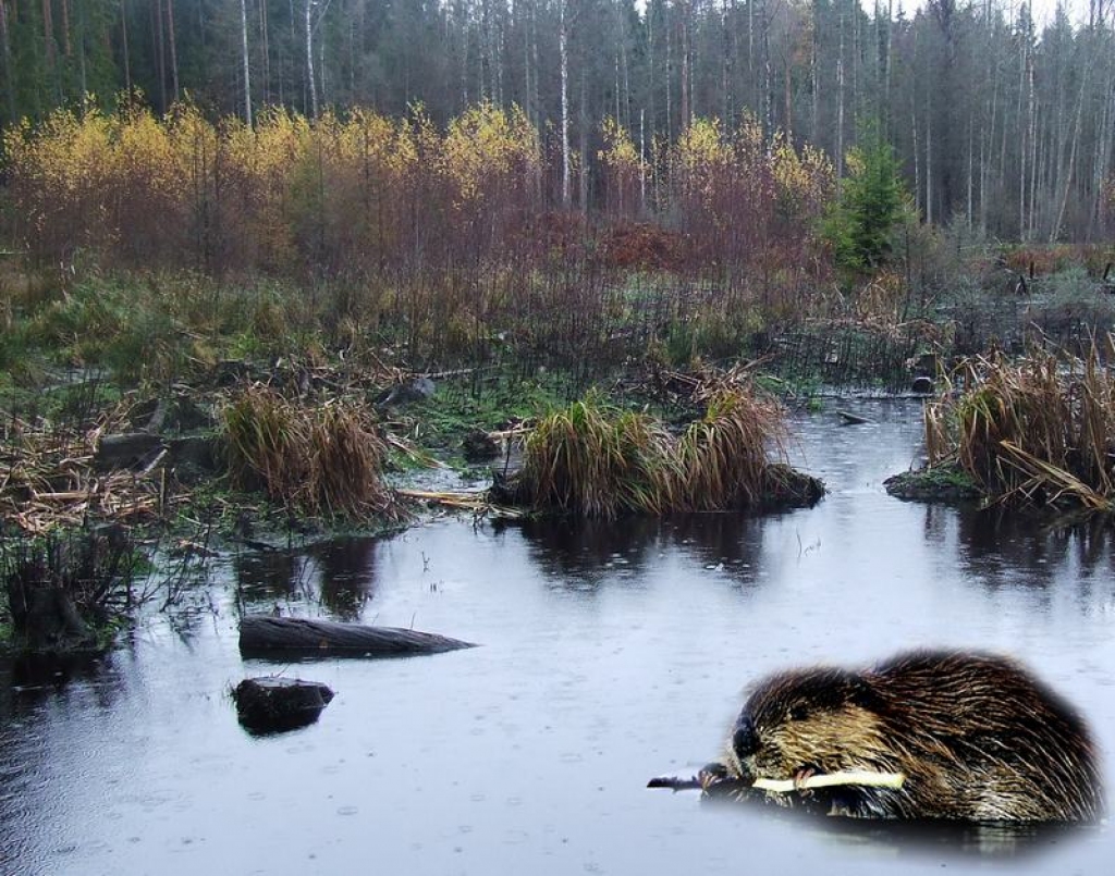 POSTAŽA. Aizsprostojot grāvi vai strautiņu, bebrs ātri vien mežaudzi pārvērš purvainā slīkšņā. 