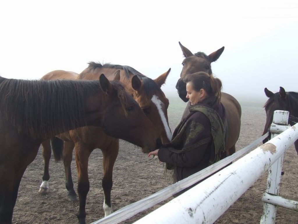 PAZĪST SAVU KOPĒJU. Zirgi, ieraugot Mārīti Visocku, nāk klāt un no viņas rokām mielojas ar cukuru.