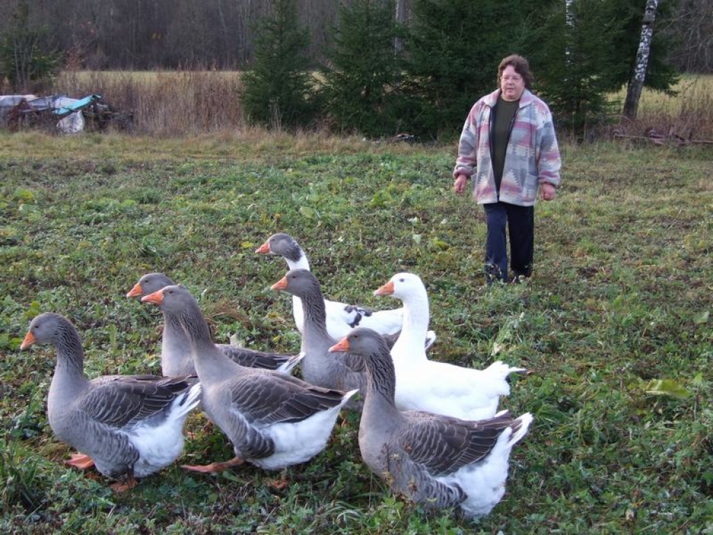 AR RAKSTURU. “It kā draudzīgas, tomēr ikdienā balto zosi ar pelēkajiem plankumiņiem pārējās atgrūž,” teic saimniece Ligita Odiņa.