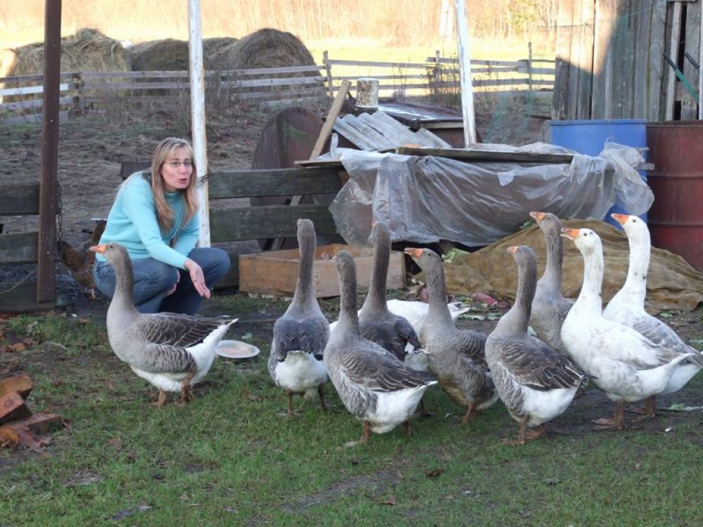 PAKLAUSĪGAS. Tiklīdz Baiba Brīdega paņem barības trauku un mēģina sasaukt putnus, viņi tūliņ ir klāt.