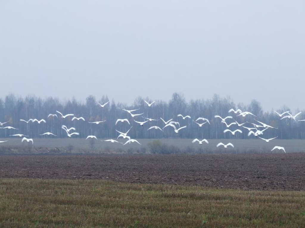 PIETURA. Gulbju bars pie Daudzevas dzīvo jau trīs nedēļas. Kad laiks kļūs aukstāks, putni lidos tālāk.  