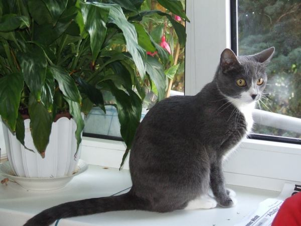 PĀRLŪKO APKĀRTNI UN UZPOŠAS. Mikas “novērošanas postenis” uz palodzes. 