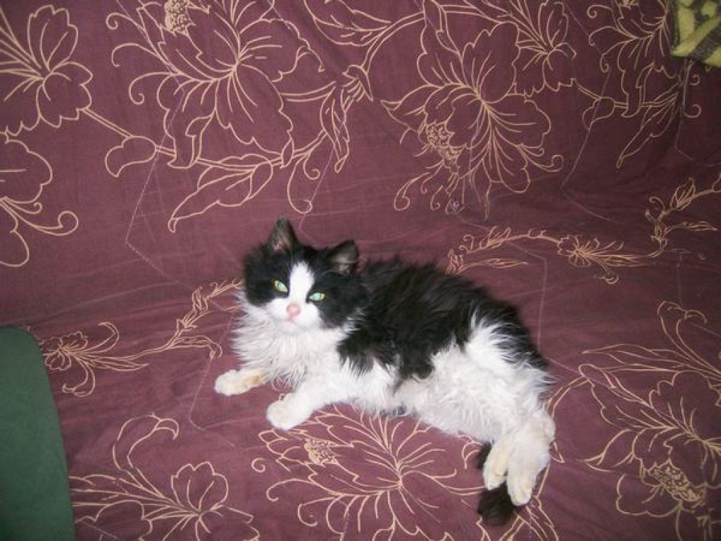 PŪKAINS UN MĪĻŠ. Kokneses estrādē atrastais kaķēns ir ļoti draudzīgs — savas dzirnaviņas maļ bez pārtraukuma.