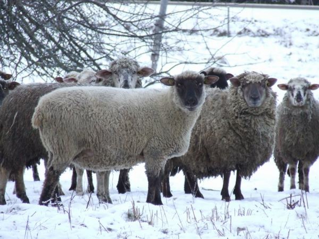 Ziemā silti. Visu dienu pavadot zem klajas debess, netrūkst ne barības, ne patvēruma  sliktos laika apstākļos.