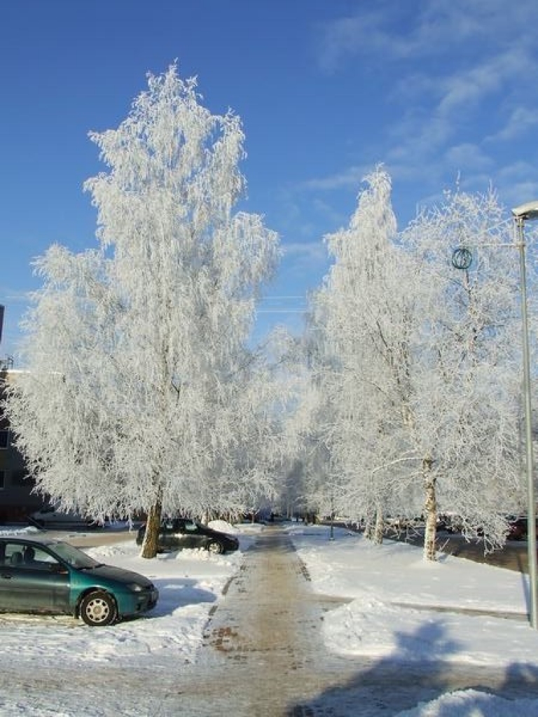 ZIEMAS ROTA. Liela sarma vakar bija ne tikai Skrīveros, bet arī Aizkrauklē un citviet rajonā. 