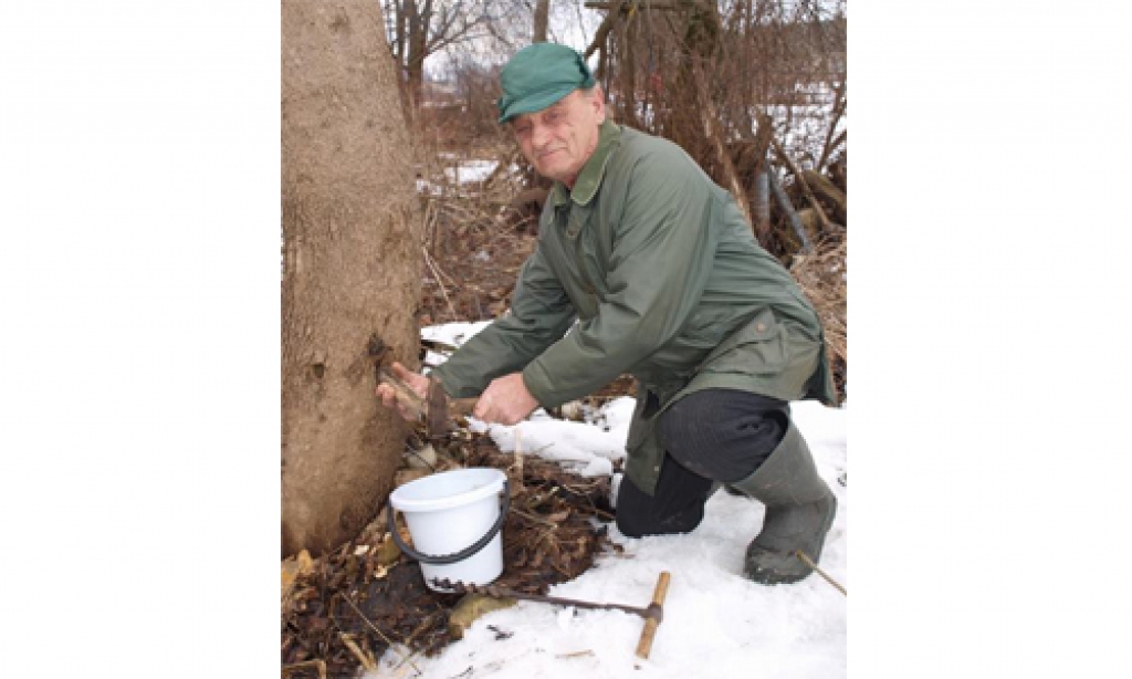PIRMAIS PAVASARA DARBS. Vitālijs Vajevskis nule ieurbis kļavā. Jau pēc mirkļa spainī tek salda straumīte.