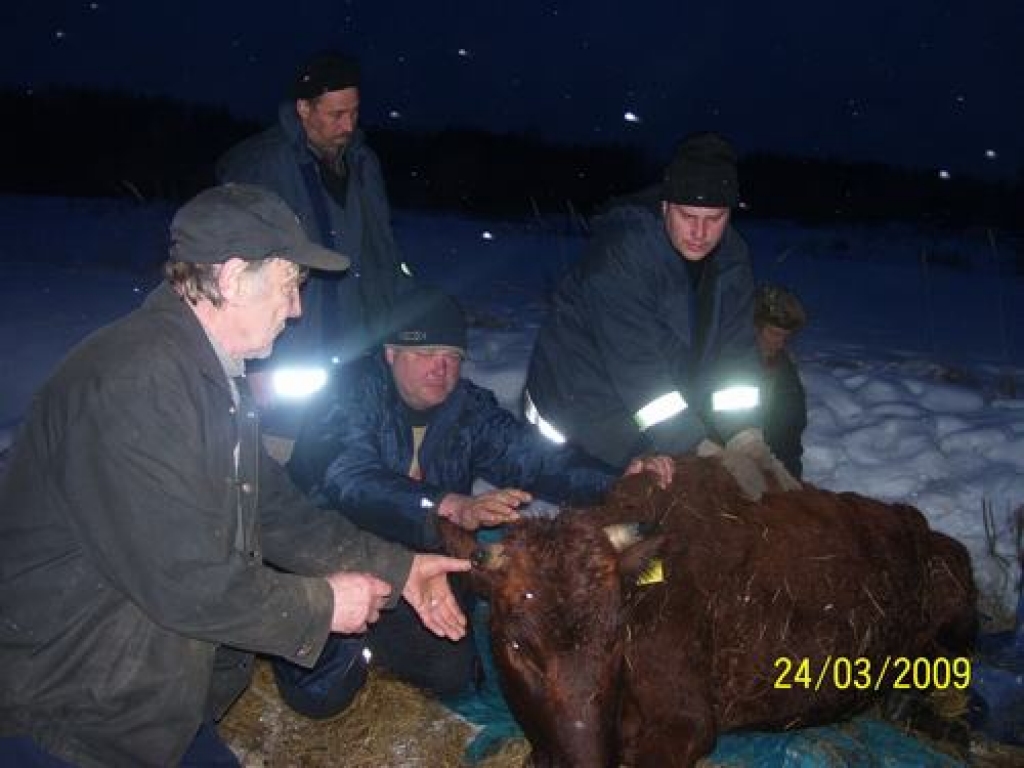Cilvēki palīdz dzīvniekam. Jaunjelgavieši kopā ar VUGD Aizkraukles brigādes vīriem grūsno gotiņu cenšas izcelt no grāvja. 