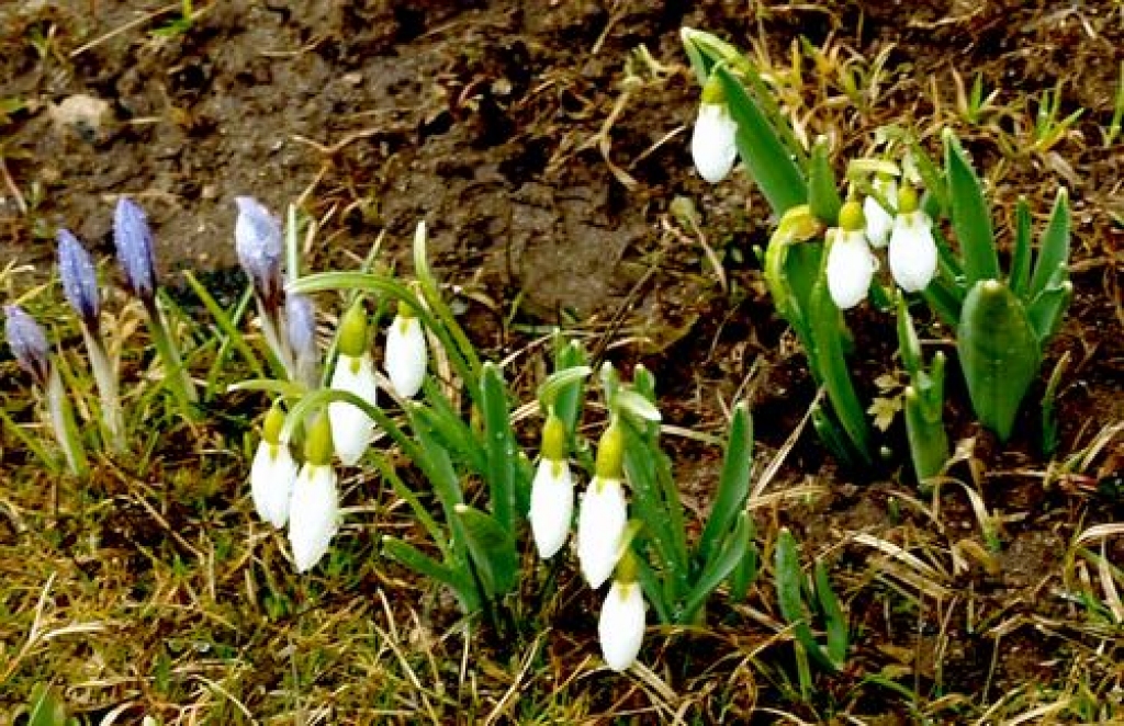 PAVASARIS KLĀT. Neretietes Ārijas Kļaviņas dārzā jau uzplaukušas pirmās pavasara puķes. 