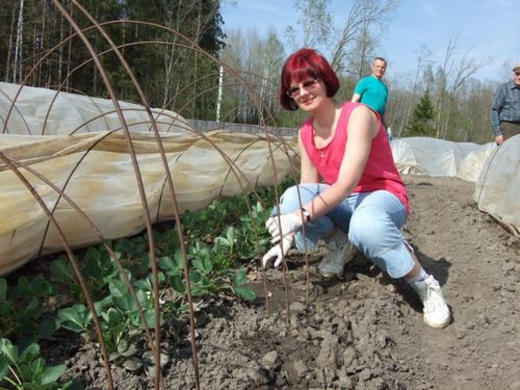 Jau zied! Dace Grauda no darba brīvo laiku pavada zemeņu laukā. 