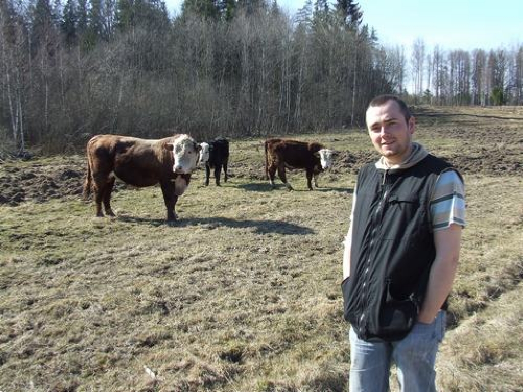 Mīlulis Elbruss. Mārtiņš Ruža, Viršu pagasta “Pumpuros” audzē gaļas govis un kopj aitas. Fonā — vaislas bullis Elbruss.