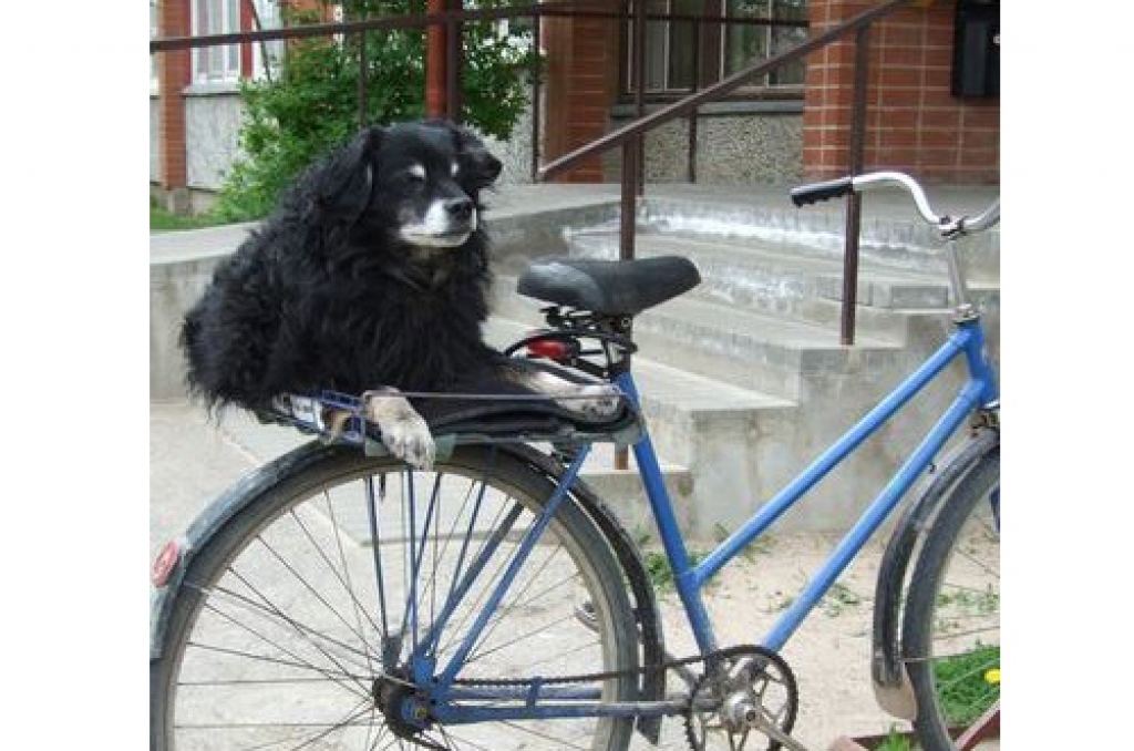 Dafijs vislabāk jūtas uz saimnieces velosipēda bagāžnieka.