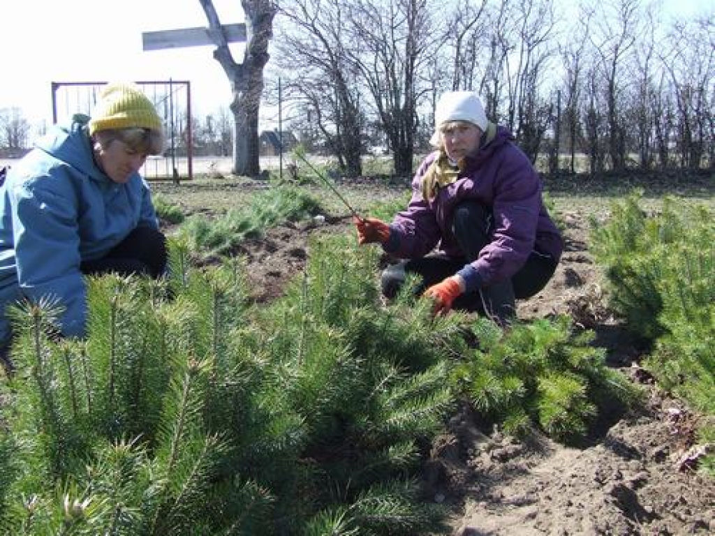AUGS ZVIEDRIJĀ. Vita Upīte (no kreisās) un Gunita Zirnīte gatavo kārtējo priedīšu sūtījumu Zviedrijai.