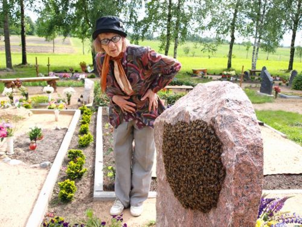 Šodien Skrīveros, Saules kapos, uz bitenieka Induļa Alkšņa kapa pieminekļa nosēdās bišu spiets. Par to “Staburaga” redakcijai paziņoja viņa sieva Ilga. Ar redakcijas starpniecību bitēm nu ir jaunas mājas skrīverieša Edgara Dzerkaļa dravā.
Autors: Indulis Burka