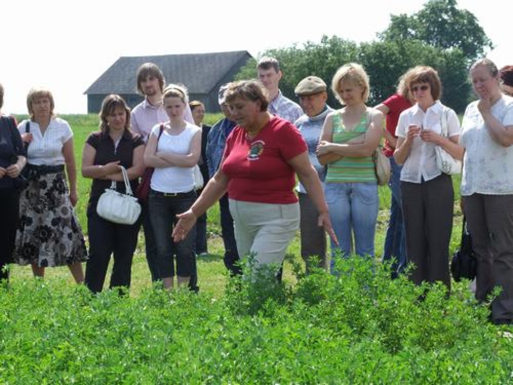 Lucerna labi sakuplojusi. Skrīveru zemkopības zinātniskā institūta vadošā pētniece Biruta Jansone lauku dienas dalībniekiem izrāda kolektīva veikumu.