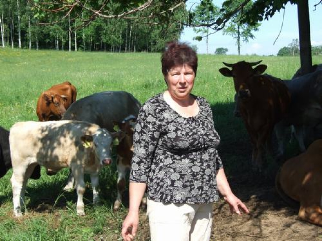 Gluži kā mājdzīvnieki. Lilitas Stāmures, “Vanagu” saimnieces, raibais ganāmpulks laiski atpūšas lielo koku ēnā.