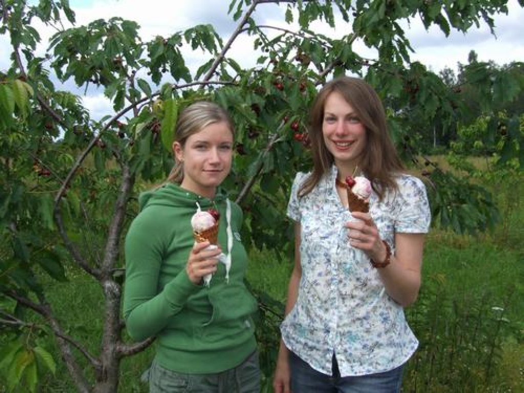 Izejviela tieši no koka. SIA “Rozīne” vadītāja Lelde Sotniece (no labās) ar draudzeni Madaru Ludriksoni savā ķiršu dārzā. Saldējumam izmanto ogas no pašu dārza.