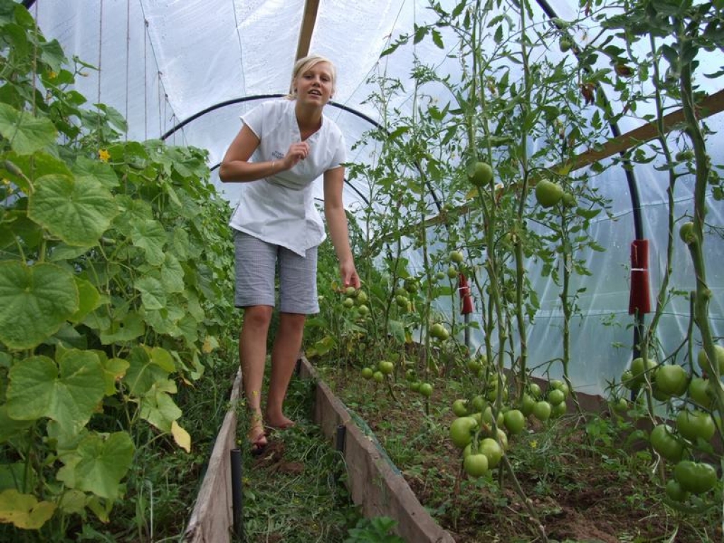 No siltumnīcas — galdā. Dace Ostrovska lepojas ar jauno ražu.