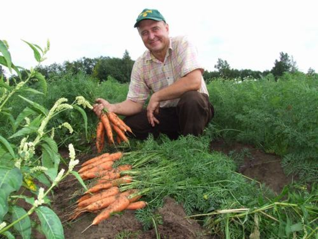 Lieli un garšīgi. Arvila Blūzmaņa saimniecībā “Pakalnos” šogad burkānu raža padevusies godam.