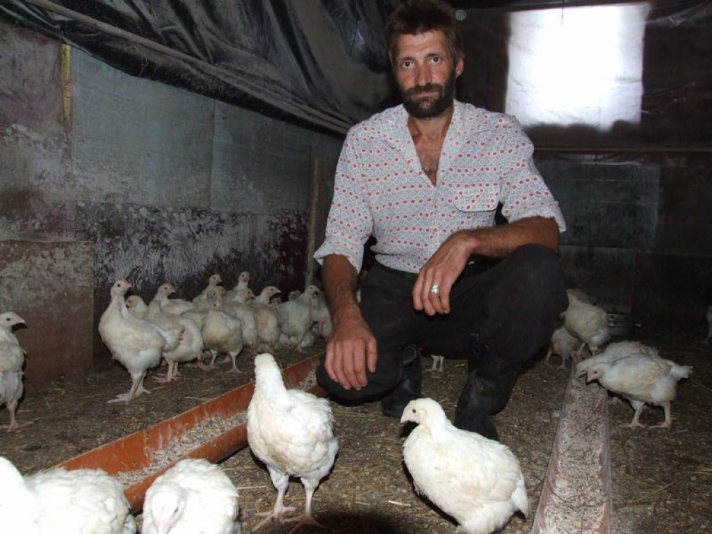 Siltumā un paēduši. Jura Voldeka aprūpētie 200 broilercāļu “Stūrēnu” saimniecībā.
