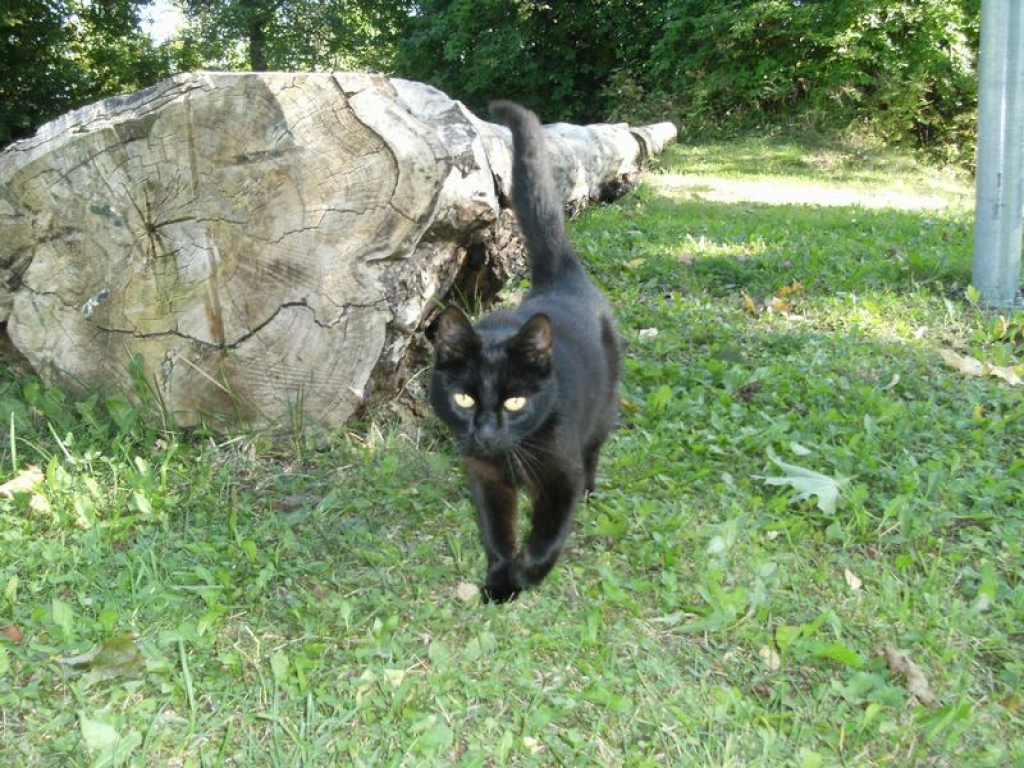 Uz medību takas. Kaķene Mora devusies gādāt kaķēniem barību. 