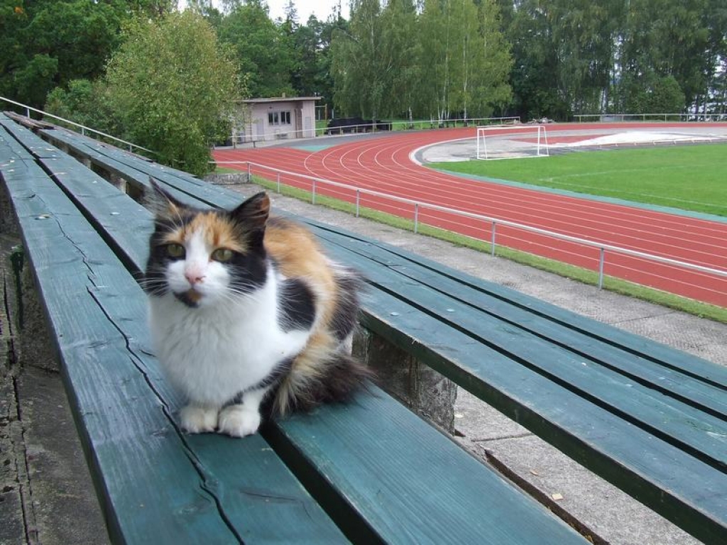 KĀDA BŪS SPORTA NĀKOTNE? Cerams, ka ne šāda: minka tukšā stadionā. 