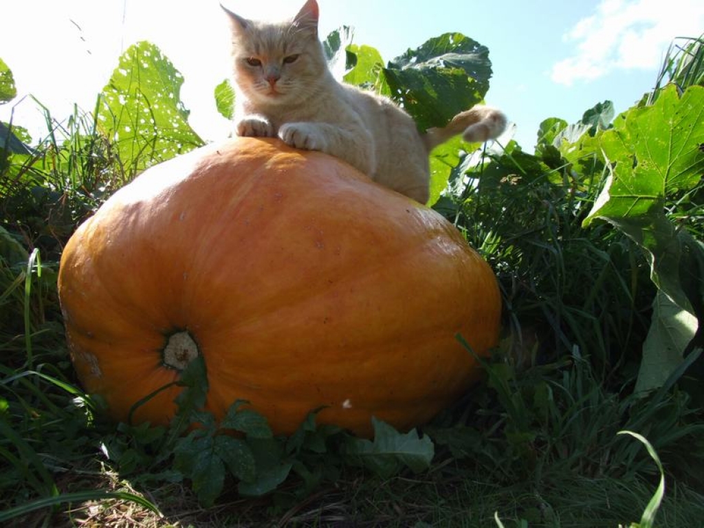 Īsts ķirbis Gulivers. Sofijas Ābolas izaudzētais ķirbis iepaticies arī kaķim Princim.