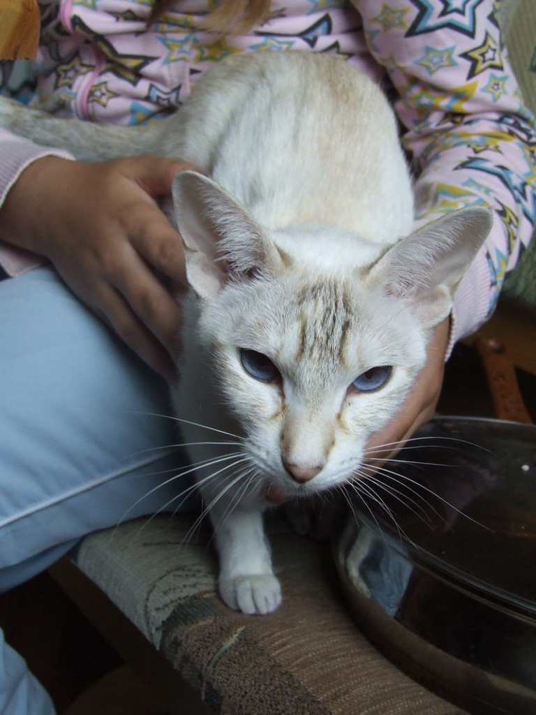 Pati sev saimniece. Aelita Lī ir mīļa un uzticama, bet, kā jau visi kaķi — dara to, kas tīk. 