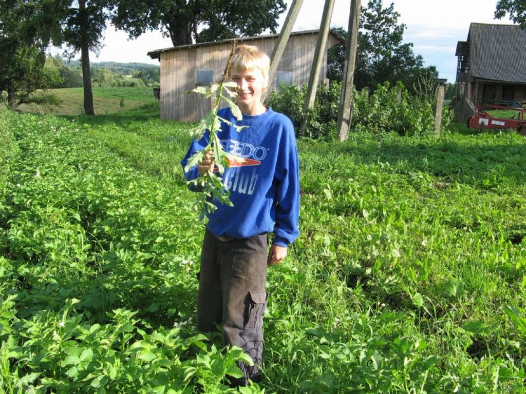 Jāizravē nezāles. Seces mazpulcēns Laimonis Šmits savā kartupēļu laukā. 