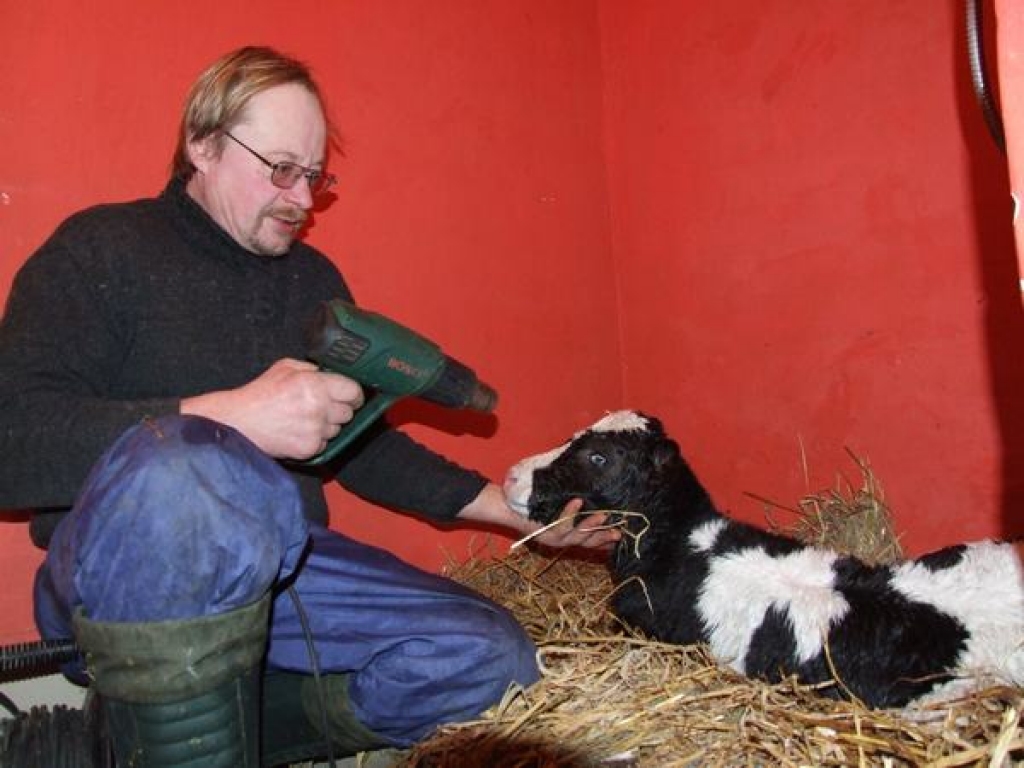 Lai nenosaltu. Raimonds Leitis aprūpē tikko dzimušo teliņu.