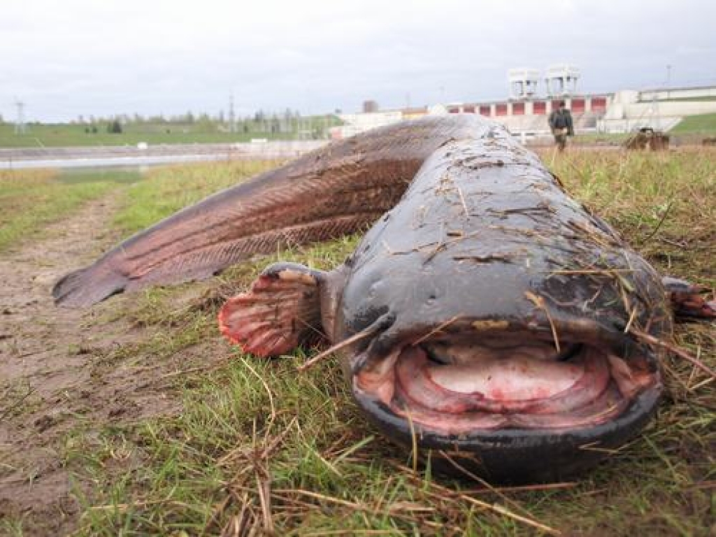 Šodien, 4. maijā, Daugavā lejpus Pļaviņu HES noķerts 84,7 kilogramus smags un 2,42 metrs garš sams. Tas ir jauns Latvijas rekords.
Autors: Indulis Burka