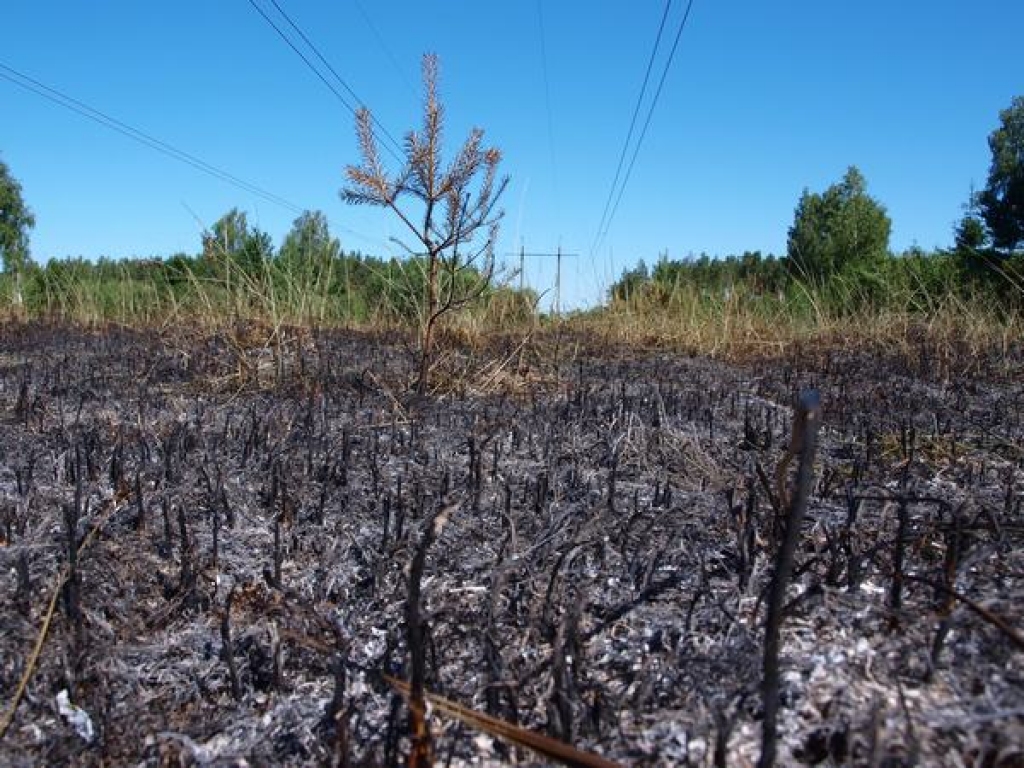 Šovasar, salīdzinot ar iepriekšējiem gadiem, Jaunjelgavas apkaimē ievērojami sarucis meža ugunsgrēku skaits, tomēr mežniecības darbiniekus uztrauc sausā un siltā laika iestāšanās, kā arī pieaugošais ogotāju un sēņotāju skaits.
Autors: Indulis Burka