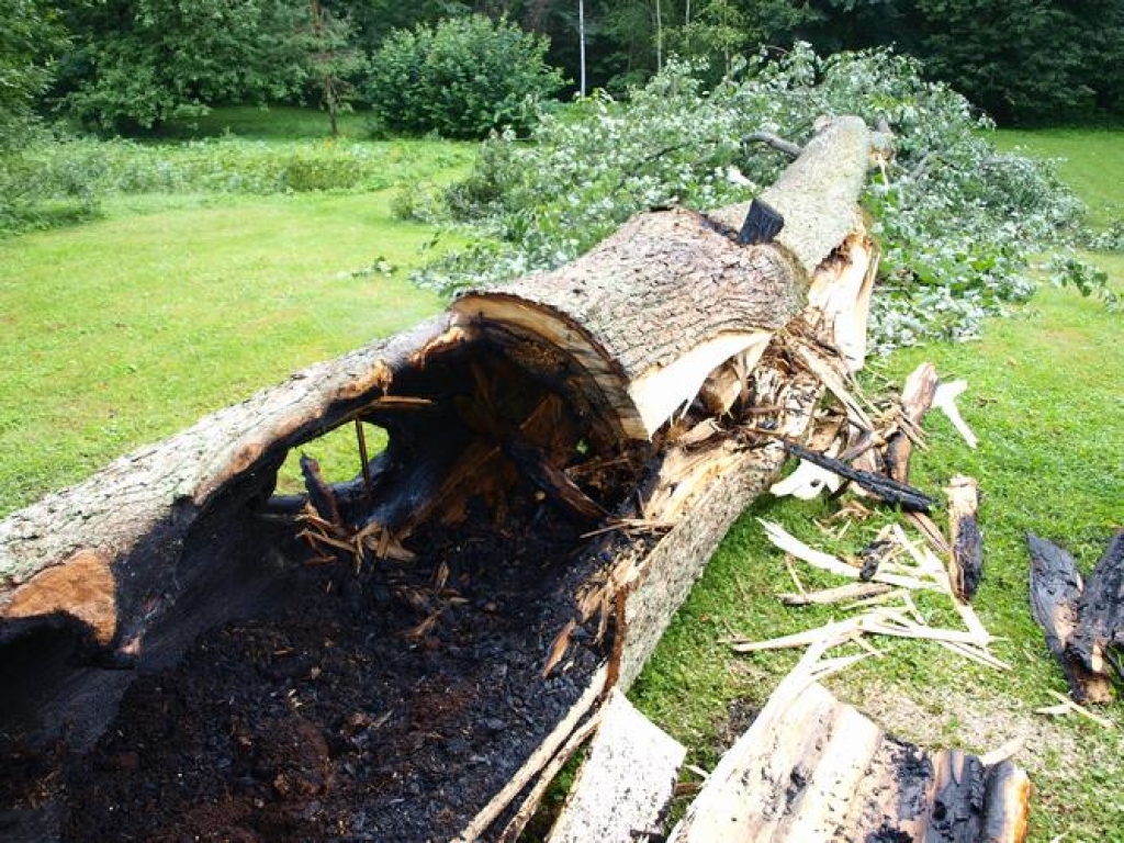 Šodien skrīverieši piedzīvoja spēcīgu pērkonu. Zibens iespēra vairāk nekā 100 gadu vecā liepā pie mājas Daugavas ielā 57. Koks uzliesmoja un to ilgi nevarēja nodzēst. Liepu nācās nozāģēt. Kokam bija dobums, kurā mājoja pūce. Nu putnam būs...
Autors: Indulis Burka