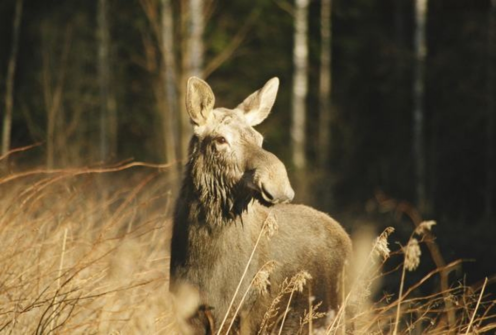 Aluksniesiem.lv raksta attēla aizvietotājs